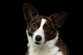 Welsh Corgi Cardigan Dog on Isolated Black Background Royalty Free Stock Photo