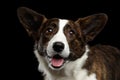 Welsh Corgi Cardigan Dog on Isolated Black Background Royalty Free Stock Photo