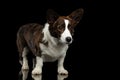 Welsh Corgi Cardigan Dog on Isolated Black Background Royalty Free Stock Photo