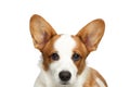 Welsh Corgi Cardigan Dog on Isolated White Background Royalty Free Stock Photo