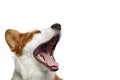 Welsh Corgi Cardigan Dog on Isolated White Background Royalty Free Stock Photo