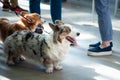 Welsh corgi cardigans color Blue with the owners. Royalty Free Stock Photo