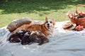 Welsh corgi dog feeding puppies on white blanket in green garden. Royalty Free Stock Photo