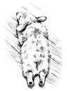 Welsh Corgi dog lies sleeping. Sketch