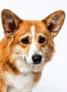 dog looking at the camera with big eyes on a white background Royalty Free Stock Photo