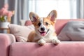 Welsh Corgi dog lying on pink couch, cute pet relaxing on sofa in room, generative AI