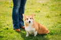 Welsh Corgi Dog Puppy Sitting At Feet Of Owner In Green Summer Grass Royalty Free Stock Photo