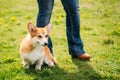 Welsh Corgi Dog Puppy Sitting At Feet Of Owner In Green Summer Grass Royalty Free Stock Photo