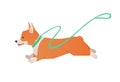 Welsh Corgi dog running with leash. Vector cute happy pet flat illustration isolated on white background Royalty Free Stock Photo