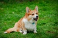 The welsh corgi dog sits on the green grass in the park, licking his lips. After a hard workout, a hungry dog is looking