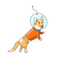 Welsh corgi dog in a spacesuit in space Royalty Free Stock Photo