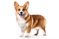 Welsh Corgi Dog Upright On A White Background