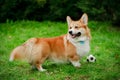 The Welsh Corgi dog was distracted from playing ball in the park, staring at something interesting. Blurred background Royalty Free Stock Photo