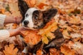 Welsh Corgi dog wear yellow leaves in autumn time