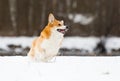 Corgi dogs in winter in the snow Royalty Free Stock Photo