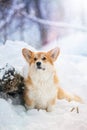 Welsh corgi in the forest in winter