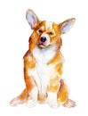 Watercolor Welsh corgi isolated on white background, illustration.