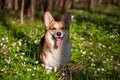 A Welsh Corgi with its tongue hanging out.Dog on a background of white flowers.