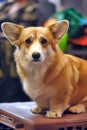 Welsh Corgi Royalty Free Stock Photo