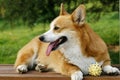 Welsh Corgi on the long chair