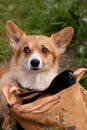 Welsh Corgi Pembroke_25