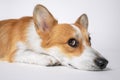 Welsh corgi pembroke or cardigan with sly muzzle lies on floor isolated on white background. Royalty Free Stock Photo