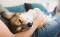 Welsh corgi pembroke dog being cuddled by the owner on the sofa