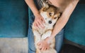 Welsh corgi pembroke dog being cuddled by the owner on the sofa