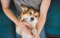 Welsh corgi pembroke dog being cuddled by the owner on the sofa