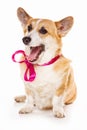 Welsh corgi pembroke dog with bow isolated on white Royalty Free Stock Photo