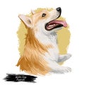 Welsh Corgi, Pembroke dog breed portrait isolated on white. Digital art illustration, animal watercolor drawing of hand drawn