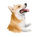 Welsh Corgi, Pembroke dog breed portrait isolated on white. Digital art illustration, animal watercolor drawing of hand drawn