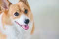 Welsh Corgi Pembroke dog Royalty Free Stock Photo