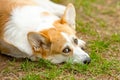 Welsh corgi pembroke dog. Cute corgi lies posing on the ground and looking at the camera