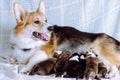 Welsh Corgi Pembroke dog feeds newborn puppies, lies on white couch. Happy family. Pets. Childhood. Raising puppies. Royalty Free Stock Photo