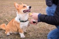 Welsh corgi pembroke dog giving a paw during positive clicker trainng