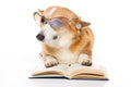 Welsh corgi pembroke dog with glasses and a book isolated on white Royalty Free Stock Photo