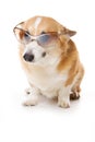 Welsh corgi pembroke dog with glasses isolated on white Royalty Free Stock Photo