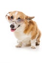 Welsh corgi pembroke dog with glasses isolated on white Royalty Free Stock Photo