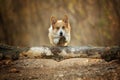A Welsh Corgi Pembroke dog jumps through a tree on a forest path Royalty Free Stock Photo