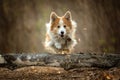 A Welsh Corgi Pembroke dog jumps through a tree on a forest path Royalty Free Stock Photo