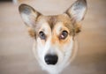 Welsh corgi pembroke dog with nictitans gland prolapse or `cherry eye` in right eye, dog with an eye problem