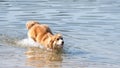 Welsh Corgi Pembroke dog playing in the water on the beach Royalty Free Stock Photo