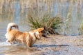 Welsh Corgi Pembroke dog playing in the water on the beach Royalty Free Stock Photo