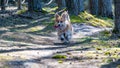 Welsh corgi pembroke dog runs along forest sand trails