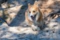 Welsh corgi pembroke dog runs along forest sand trails