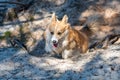 Welsh corgi pembroke dog runs along forest sand trails