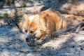 Welsh corgi pembroke dog runs along forest sand trails