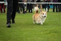 Welsh Corgi Pembroke dog during the show in the ring Royalty Free Stock Photo