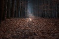 A Welsh Corgi Pembroke dog stands in the middle of a road in a dark forest Royalty Free Stock Photo